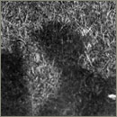 A photographer's shadow.