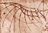Leonardo's drawing of a wing.