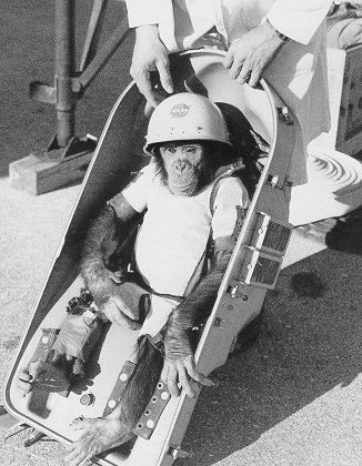 Chimp Ham