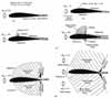 Shock formation at various speeds