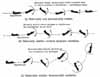 Airplane dynamic stability