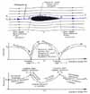 Ideal fluid flow about an airfoil